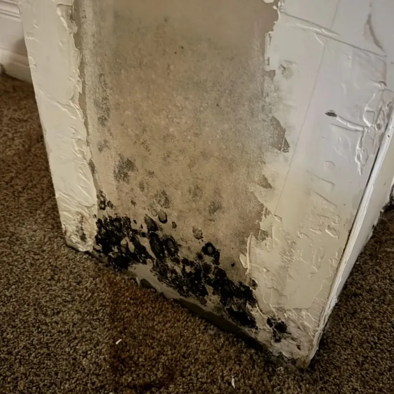 Professional Mold Removal in Tullytown, PA